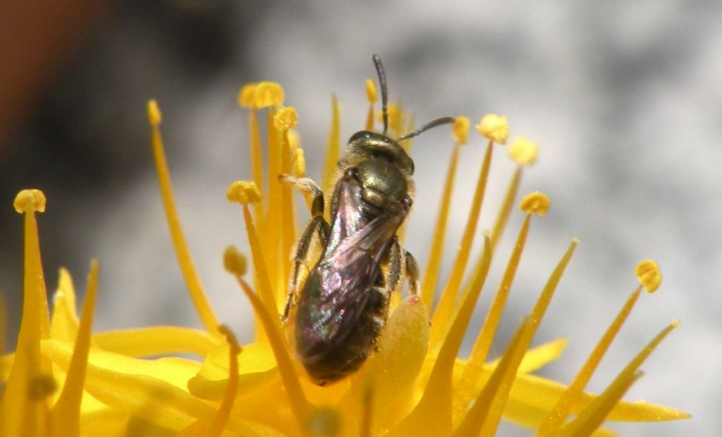 Halictidae: Halictus gemmeus? No, Lasioglossum (Dialictus) sp.